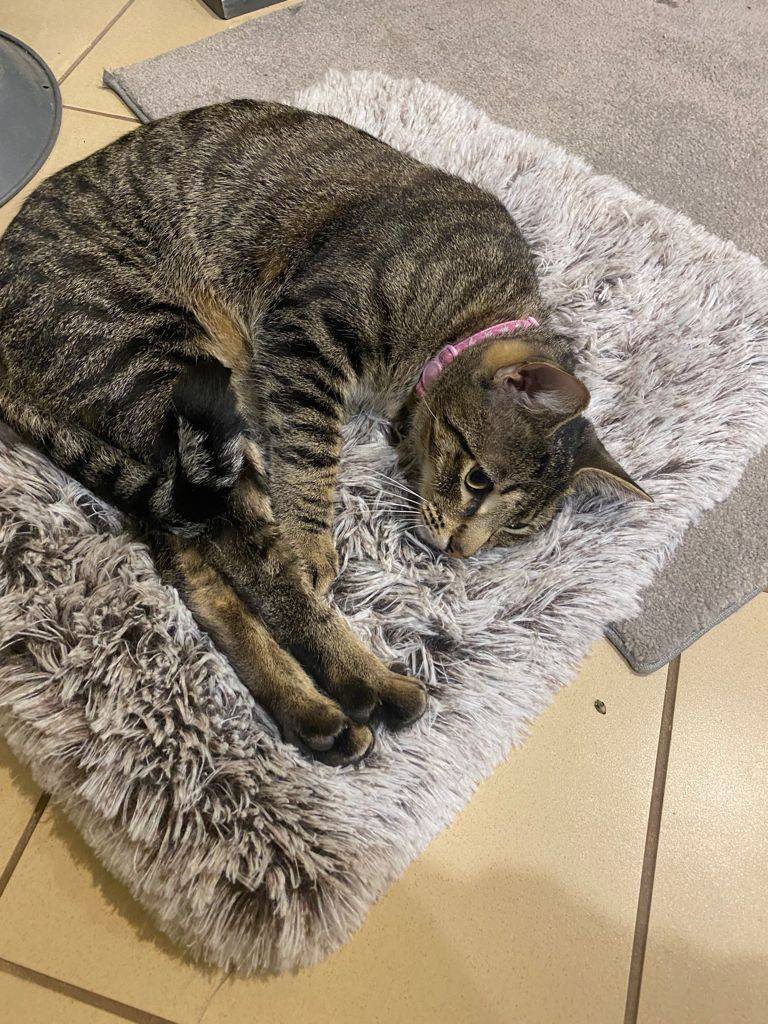 Cat sleeping mat deals